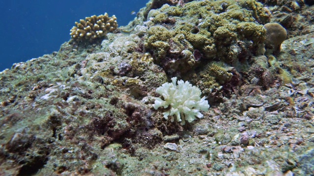 水下珊瑚礁上的白珊瑚白化视频素材