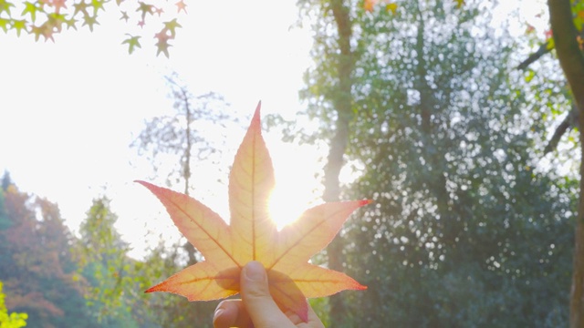 秋天-一个女孩拿着一片树叶对着太阳，在美丽的强烈的秋天颜色的喜悦- POV拍摄视频下载