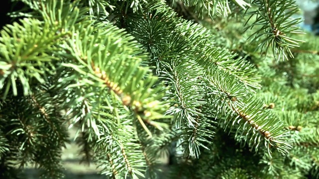 一棵圣诞树的绿色树枝，上面有锋利的松针在风中摆动。视频素材