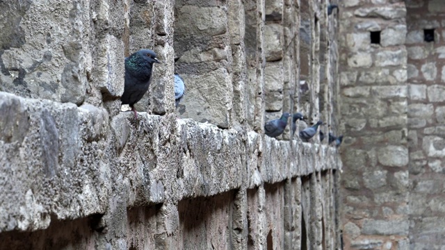 Agrasen ki baoli台阶好和栖息的鸽子在德里视频素材