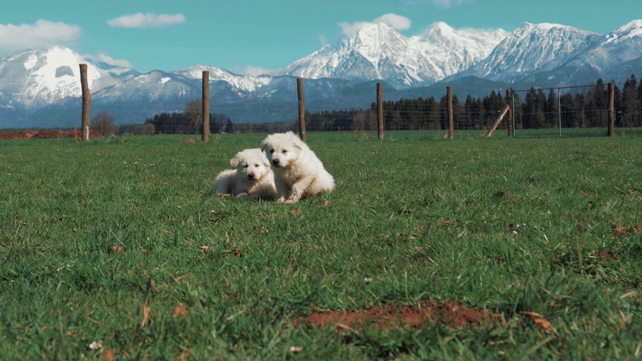 一群白色的牧羊犬幼犬坐在绿色的草地上，背景是雪山。突然，一只小狗朝镜头走来，舔了舔镜头。视频下载