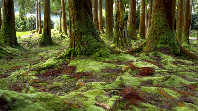 地上有青苔，森林中有树干。圣米格尔岛，葡萄牙亚速尔群岛。替身。视频素材