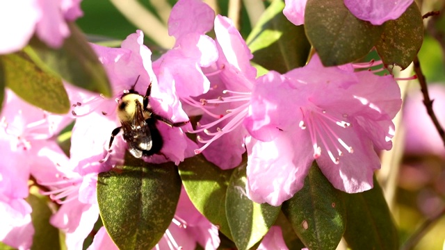 毛茸茸的大黄蜂在粉红色的花视频素材