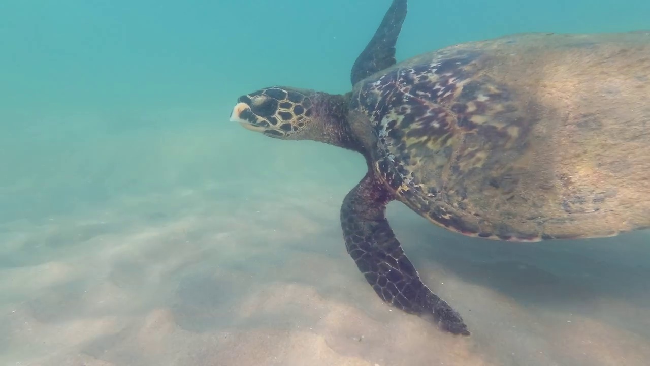 海龟快速地游过浅水的沙底。玳瑁海龟或Bissa - Eretmochelys imbricata，印度洋，斯里兰卡Hikkaduwa视频下载