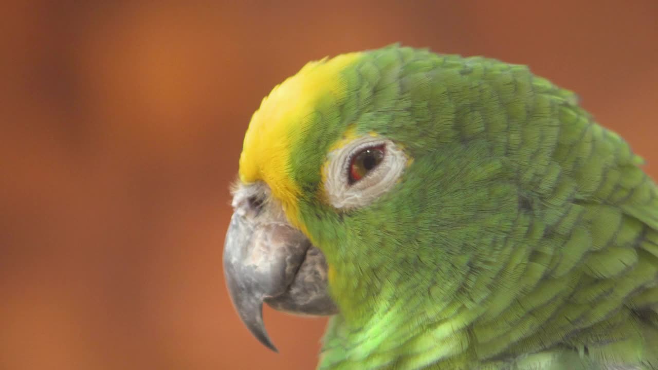 黄色冠亚马逊鹦鹉的特写。4 k。视频下载
