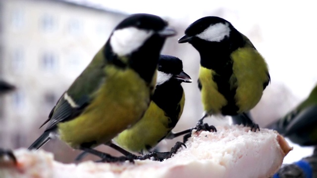 山雀冬天进食的慢镜头视频素材