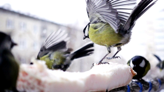 慢镜头山雀在冬天进食视频素材