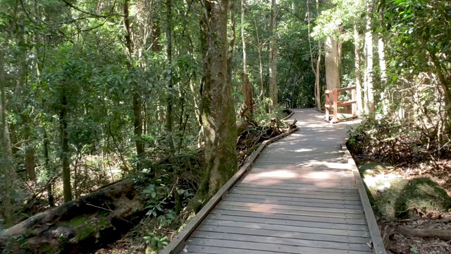 在澳大利亚热带雨林徒步旅行视频下载