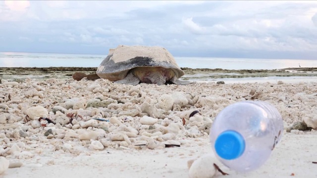 海滩上的海龟被塑料污染了视频素材