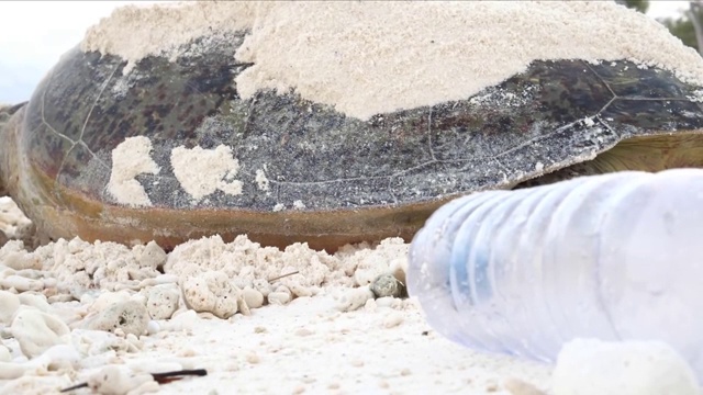 海滩上的海龟被塑料污染了视频素材