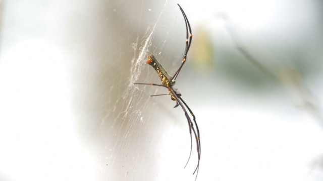金球织网蜘蛛在颤动的网上休息视频下载
