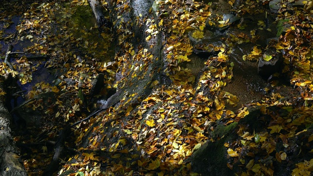 小溪里的秋叶视频素材