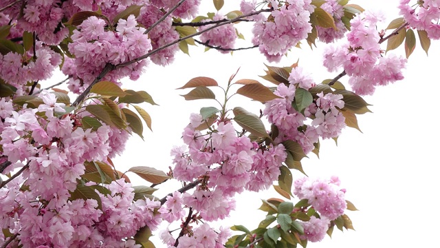 盛开的粉色樱花视频素材