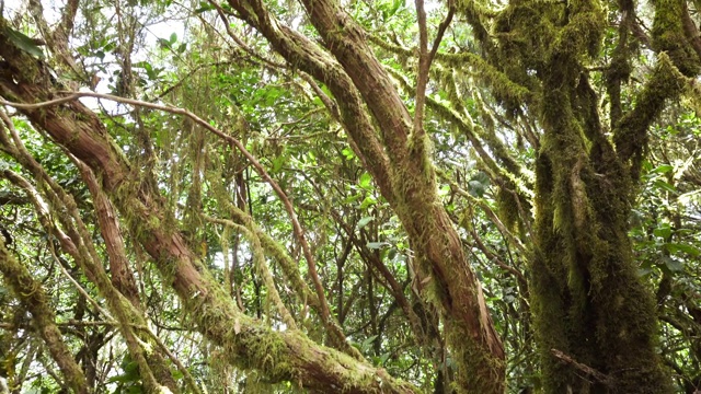 关闭了。桂树树干上覆盖着苔藓。加那利群岛特内里费的热带雨林。视频素材