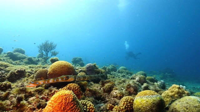 珊瑚礁海景在加勒比海库拉索岛附近的潜水地点普拉亚皮斯卡多与短角鱼视频素材