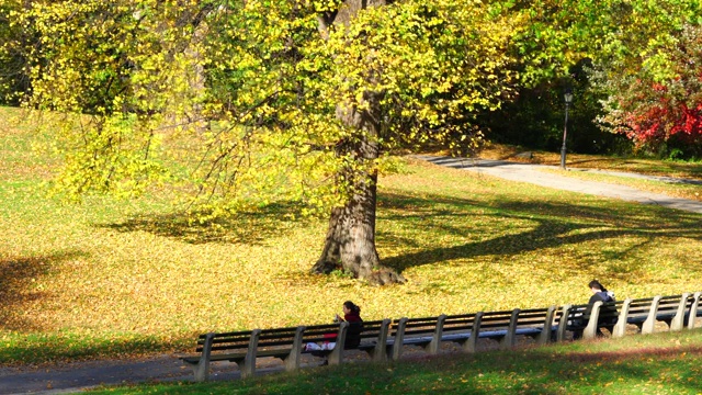 11月7日，在美国纽约中央公园，人们坐在一棵秋叶环绕的彩色树前的长椅上。视频素材