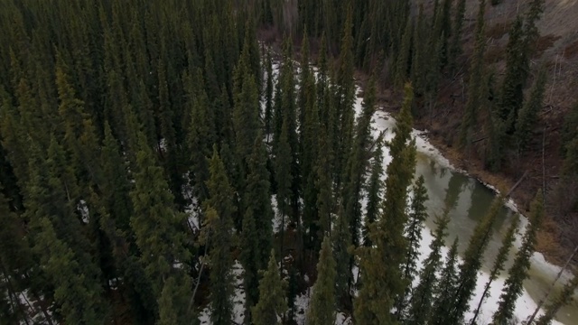 北方森林鸟瞰图缓慢向下看树木视频素材