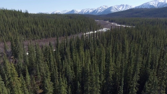 鸟瞰图的森林飞向美丽的雪山在背景视频素材