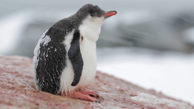 一只小企鹅在发抖视频素材