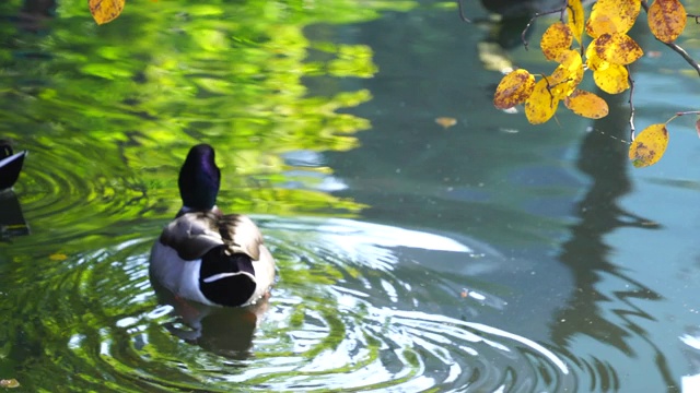 11月1日，一只鸭子在美国纽约中央公园的池塘里畅游。视频下载