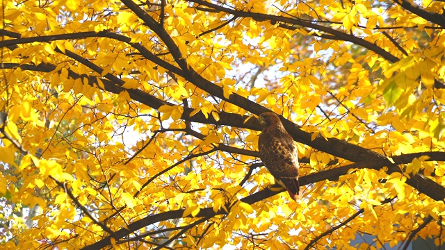 11月4日，在美国纽约中央公园，一只红尾鹰在秋色的树叶中飞翔。视频下载