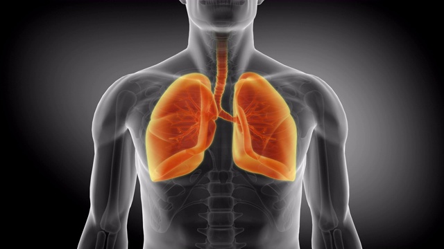 人类的肺。医学上精确的肺动画。视频下载