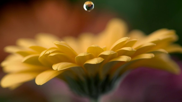 水滴落在黄色非洲菊花瓣上。慢动作镜头。视频下载