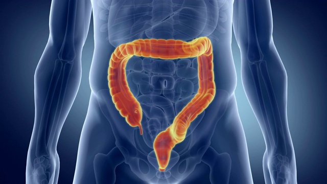 人类的肠道。医学上精确的大肠动画。视频下载