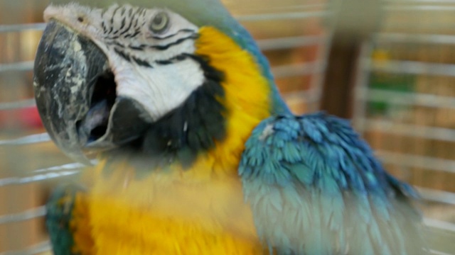 大金刚鹦鹉坐在一个笼子里的树枝上视频下载