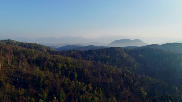 斯洛文尼亚美丽的森林视频素材