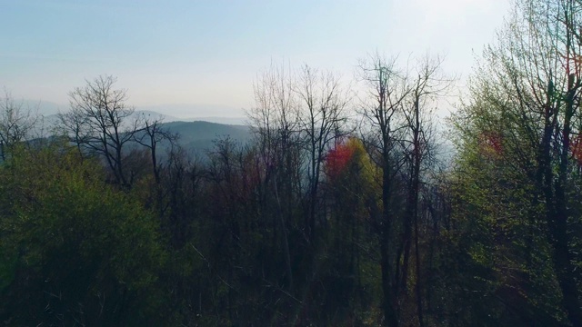 斯洛文尼亚美丽的森林视频素材