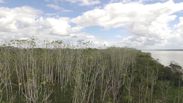 无人机拍摄的天空下亚马逊河边的树木视频素材