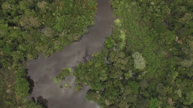 无人机拍摄的被树木包围的亚马逊河视频素材