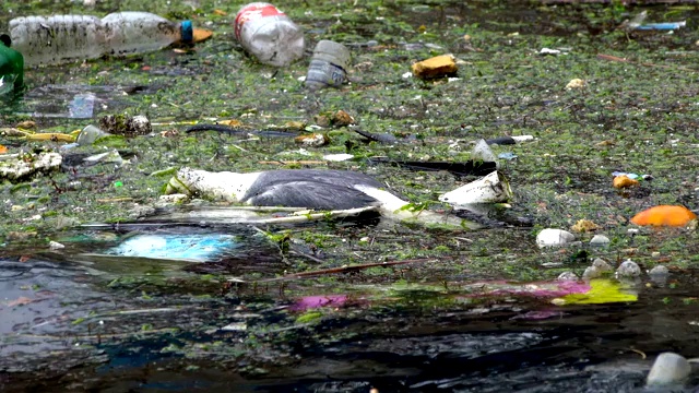 А海面上的死鸟、垃圾和瓶子表明了海洋污染视频素材