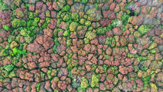 鸟瞰图的秋天落叶森林在日落视频素材