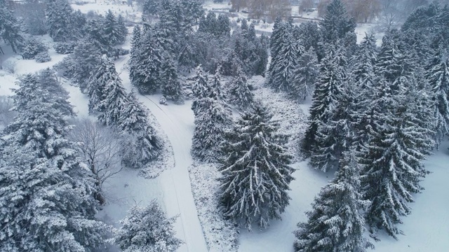 公园里一大片白雪覆盖的冷杉的鸟瞰图。4 k, UHD视频素材