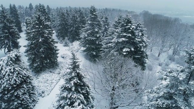 无人机在冬季公园上空飞行。基辅国家植物园，乌克兰视频素材