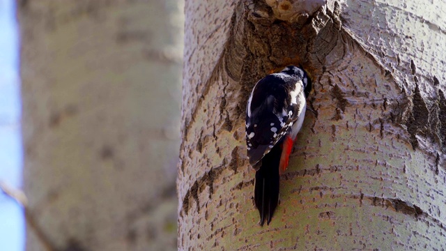 大啄木鸟(大啄木鸟)在树干上啄一个洞。视频下载