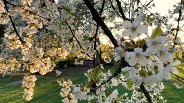 樱花在金色阳光下的视频片段视频素材