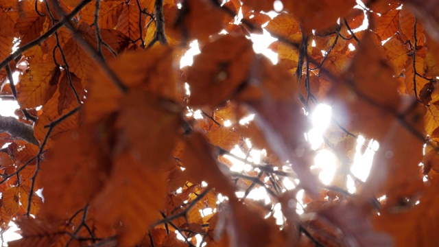阳光透过秋叶洒在树上视频素材