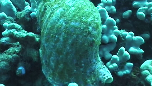夏威夷的海洋生物视频素材
