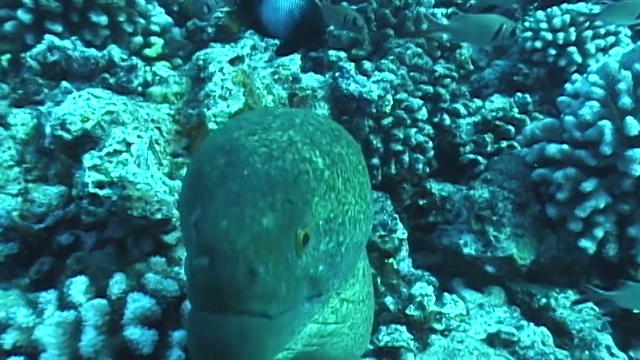 夏威夷的海洋生物视频素材