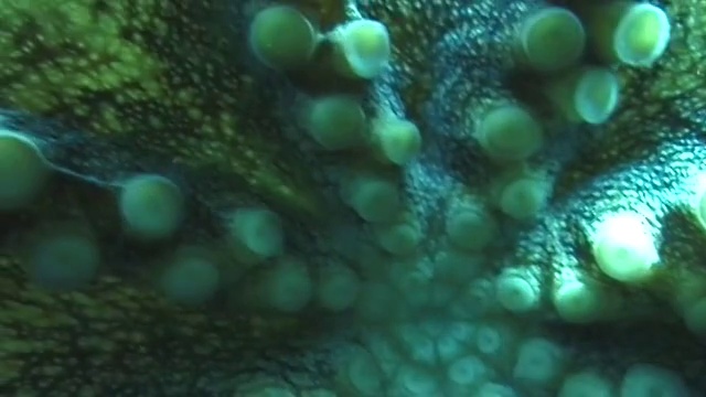夏威夷的海洋生物视频下载