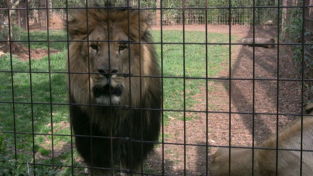狮子在笼子里视频素材
