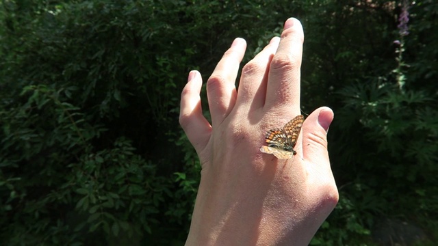 野生蝴蝶在手。森林自然的视频视频素材