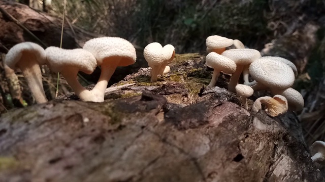 森林中原木上的蘑菇视频下载