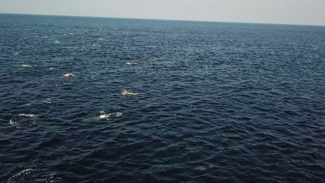 鸟瞰图的一大群短喙海豚在海洋中巡逻寻找食物，如沙丁鱼浅滩，在南非东海岸的沙丁鱼跑。视频素材