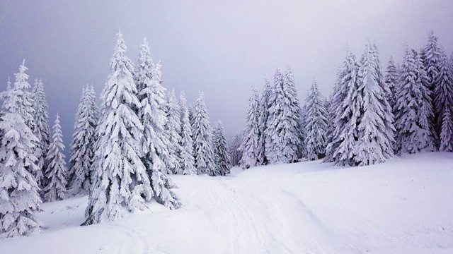 走进白雪覆盖的森林视频下载