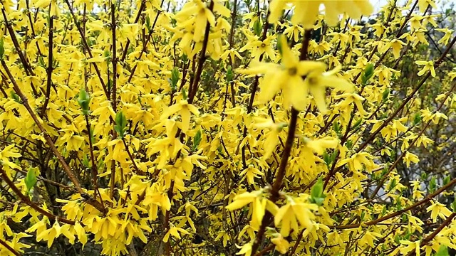 春天盛开的黄色连翘花视频素材