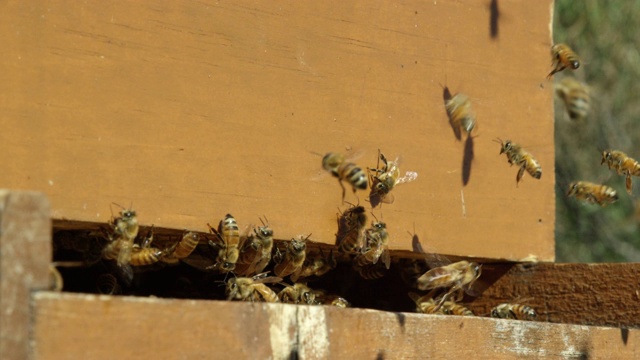 在一个阳光明媚的日子里，蜜蜂在一个户外蜂巢的入口周围蜂群的特写镜头视频下载